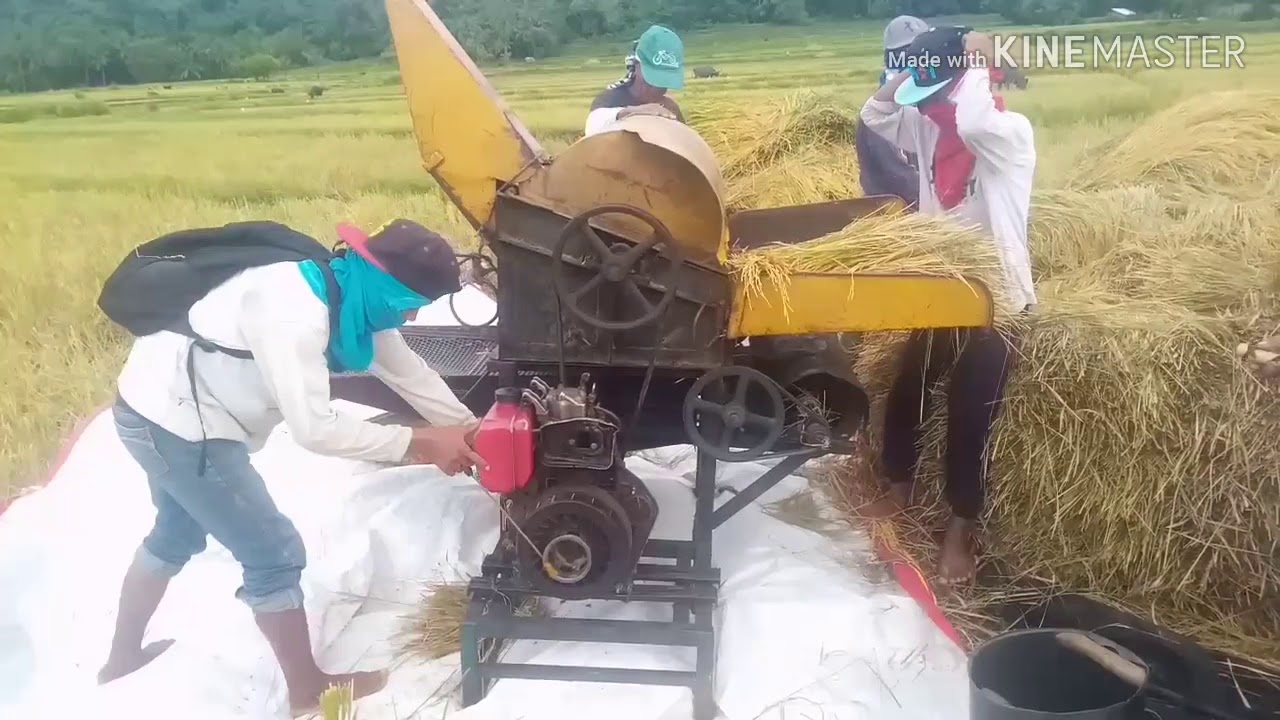 Rice Thresher (Harvesting Rice Plant)