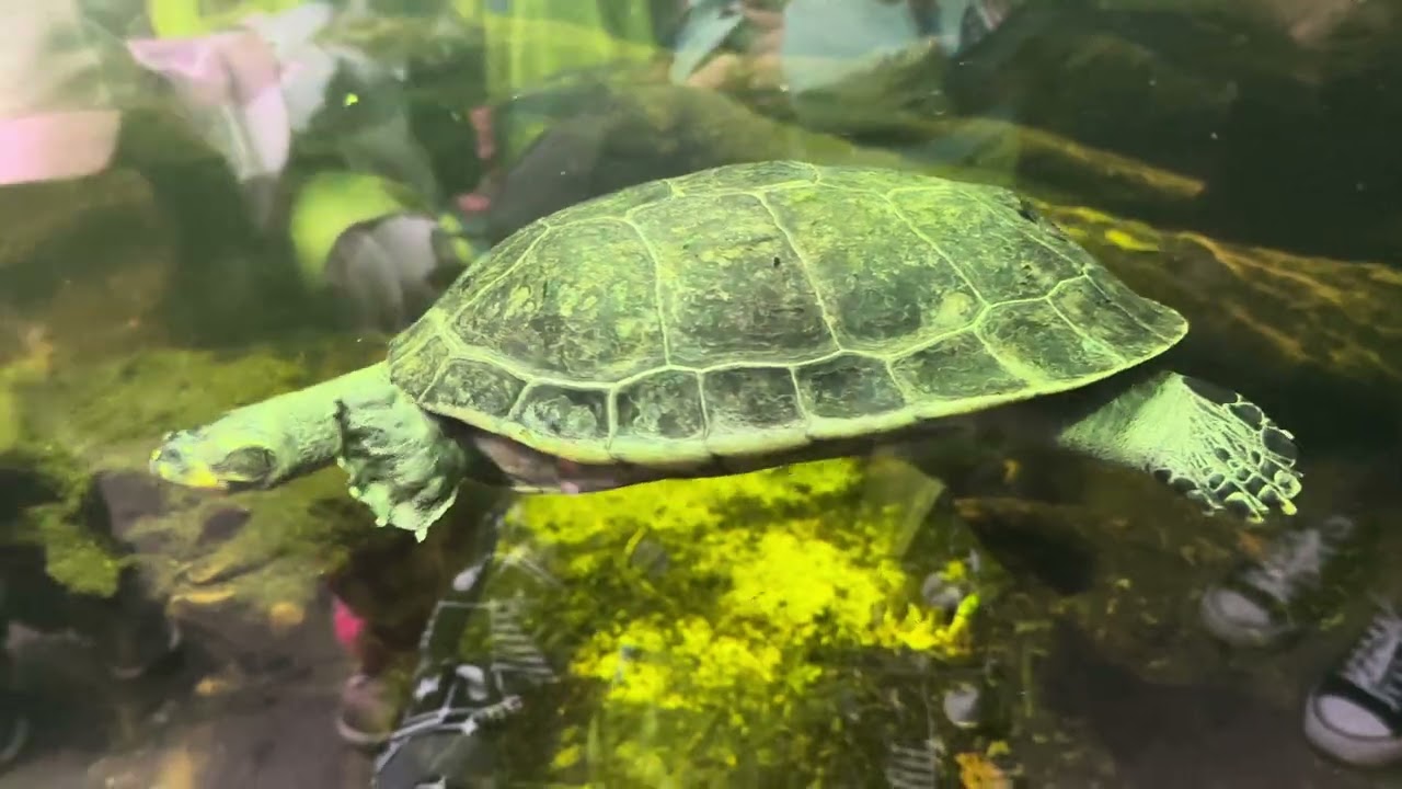 Exploring Korkeasaari Zoo in Helsinki 🐾🥰