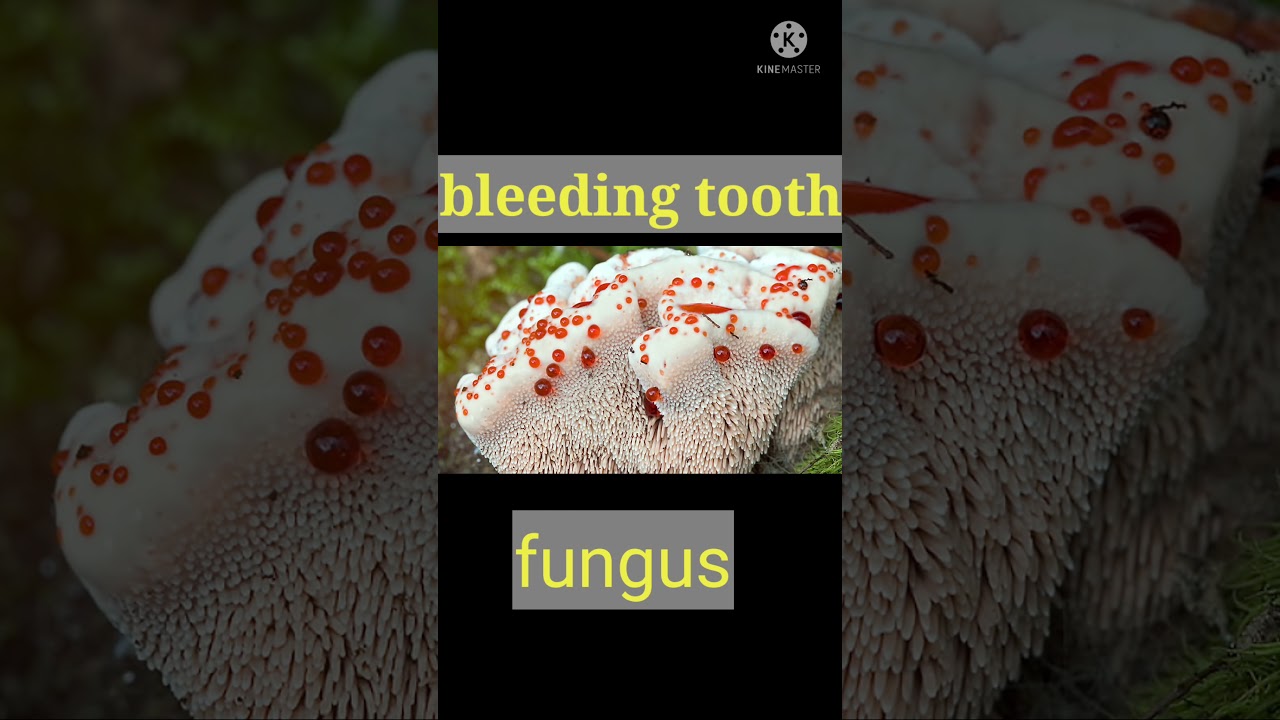 Bleeding tooth fungus #shorts #short #viralvideo #trending #tranding #youtubeshorts