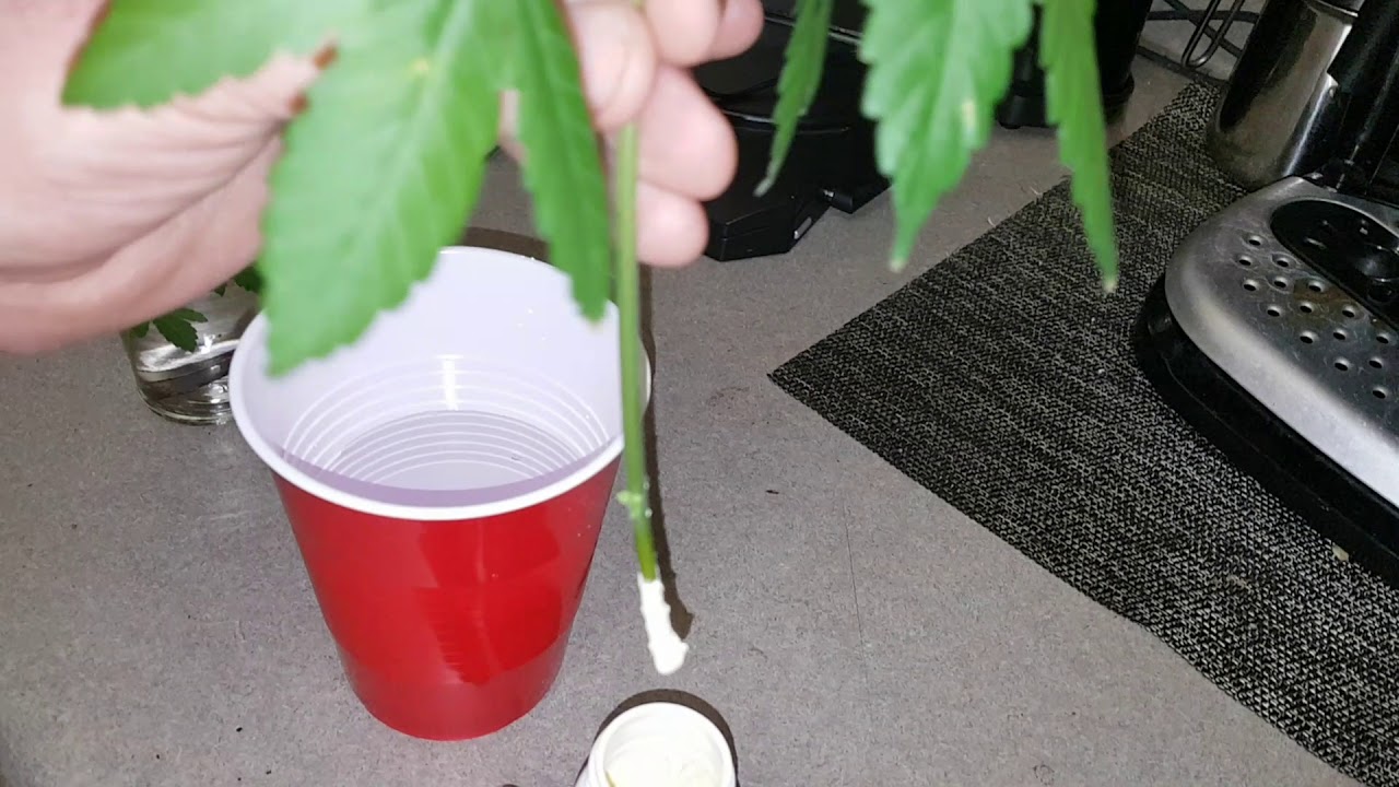 Cloning cannabis using rooting hormone powder and water! The how, we all know the why ;)!