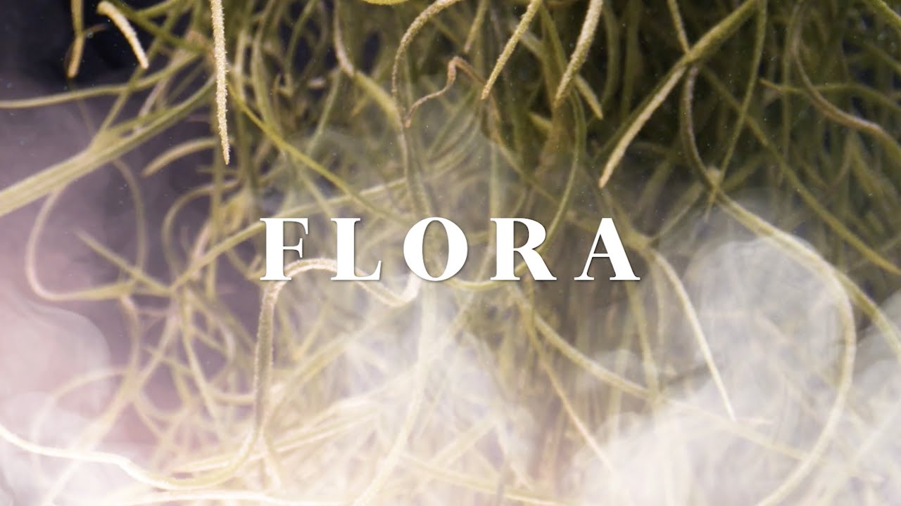 Festival FLORA 2024 | Video presentación