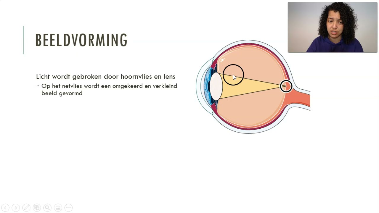 Pupilreflex en lenswerking