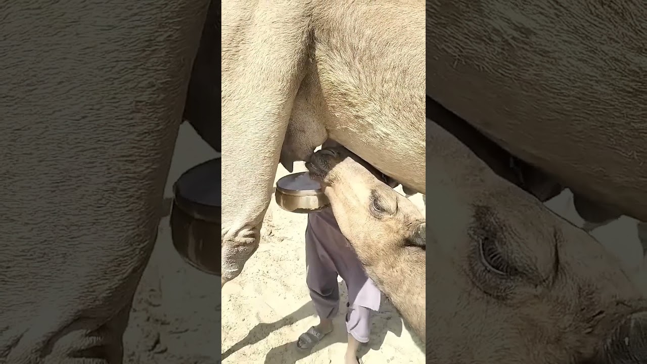 Camel Milk &ndash; A Natural Superfood from the Desert