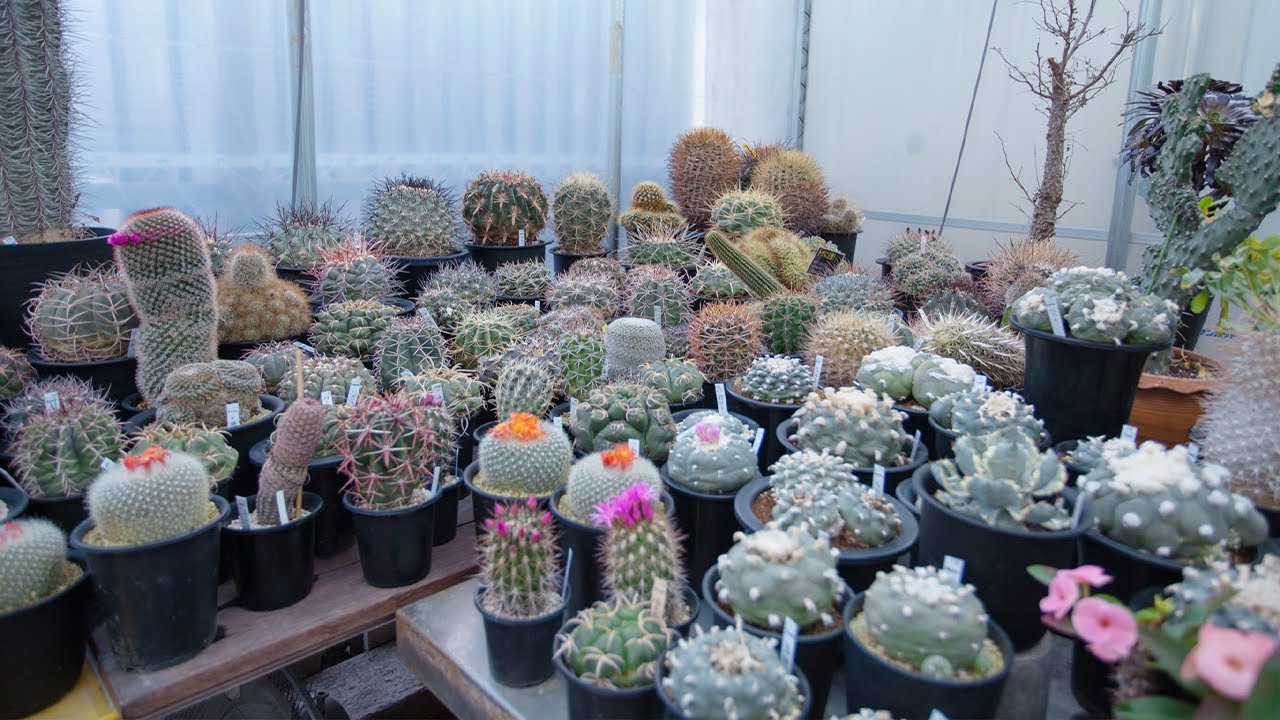 Más de lo que puedes imaginar !! 400 Especies de Cactus con sus Nombres !