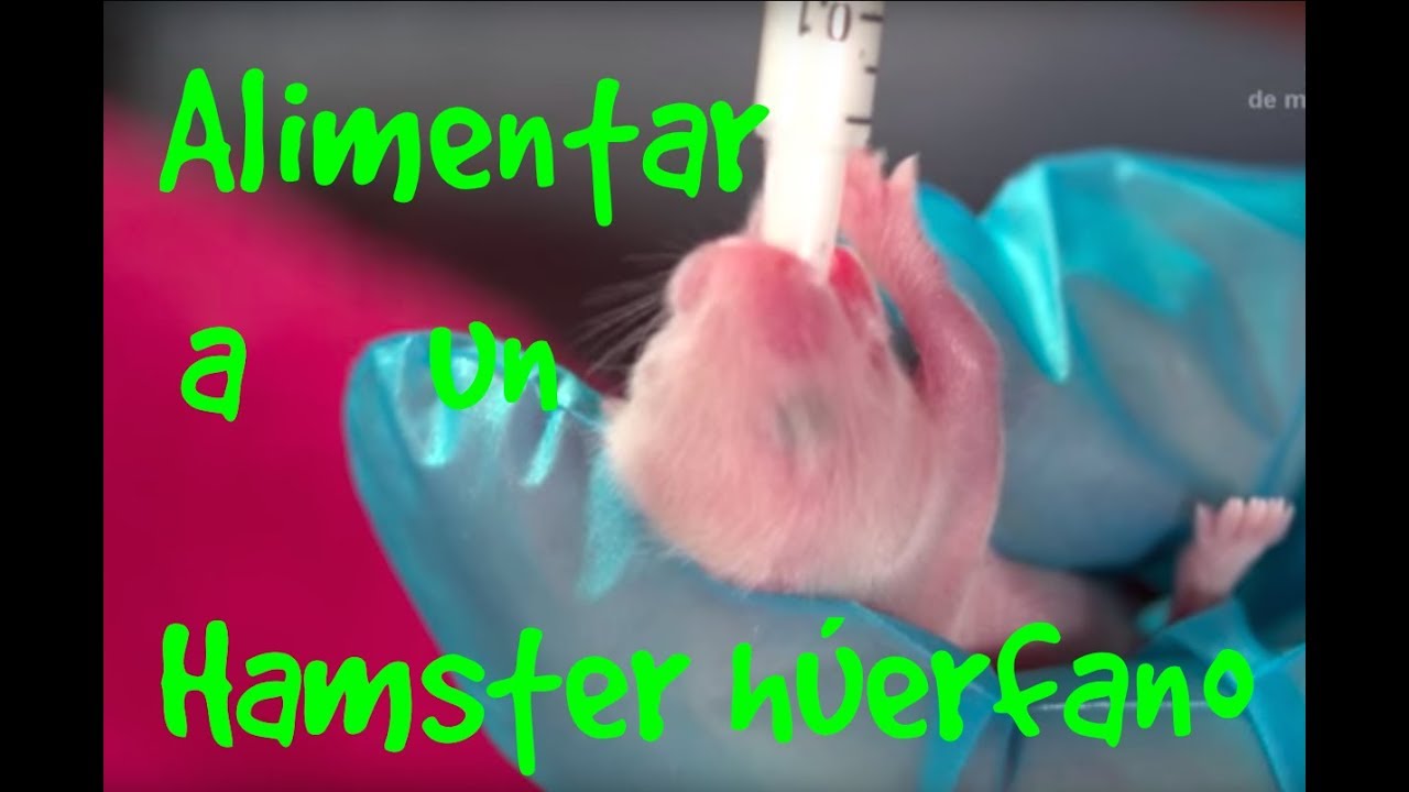 HÁMSTER - Cómo criar hámsters huérfanos