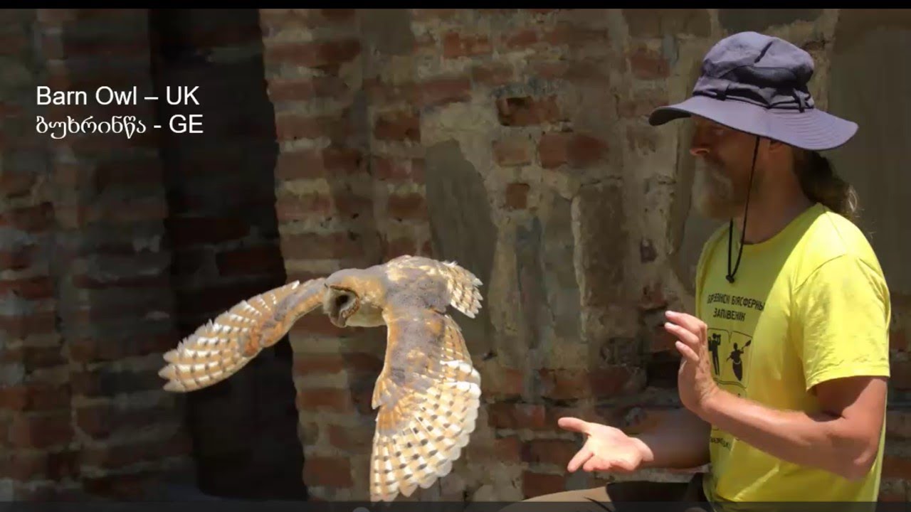 🦉 Silent Hunters in a Shifting Zone: Barn Owls in Georgia