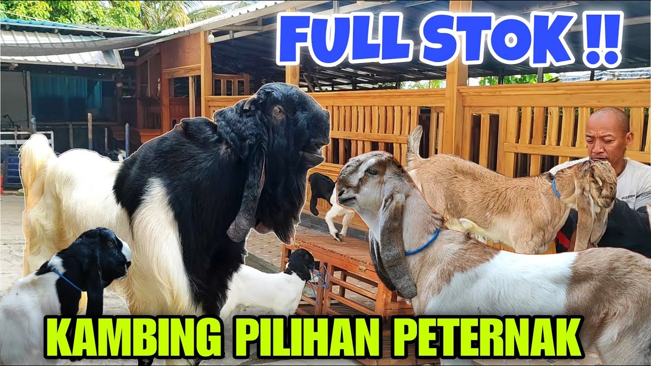 GELAR HARGA KAMBING SIAP JUAL‼️KUALITAS MEWAH
