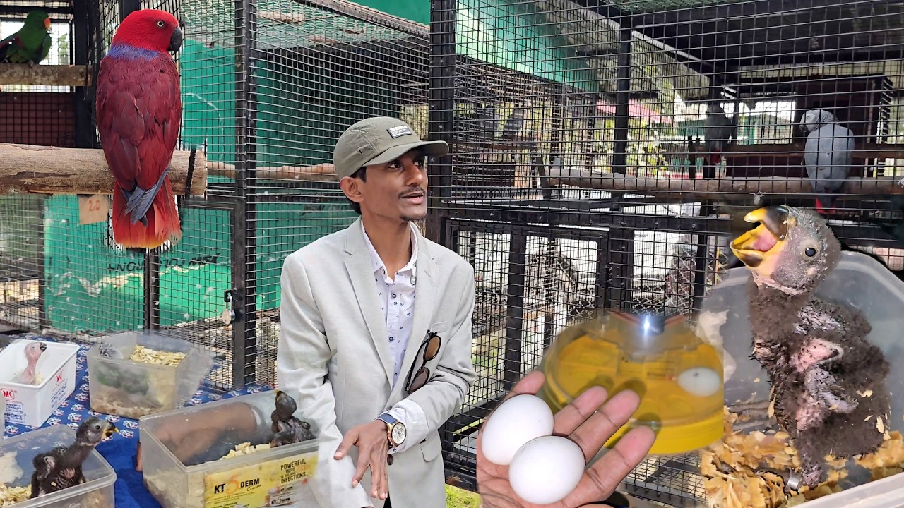 Surprising Breeding Of African Grey Eclectus Macaws Big Exotic Parrots In Dooars.