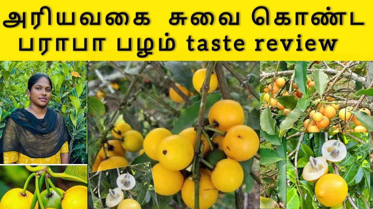 Baraba Fruit Plant Benefits & Growth | fruiting stage plant / பராபா பழ செடி பயன்கள் & வளர்ச்சி