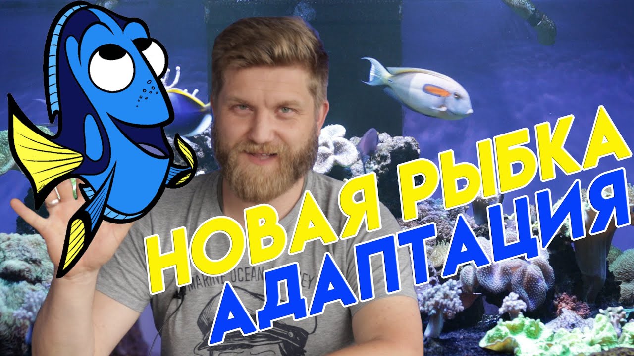 хепатус | рыбка дори в аквариуме | голубой хирург рыба | красивая аквариумная рыбка