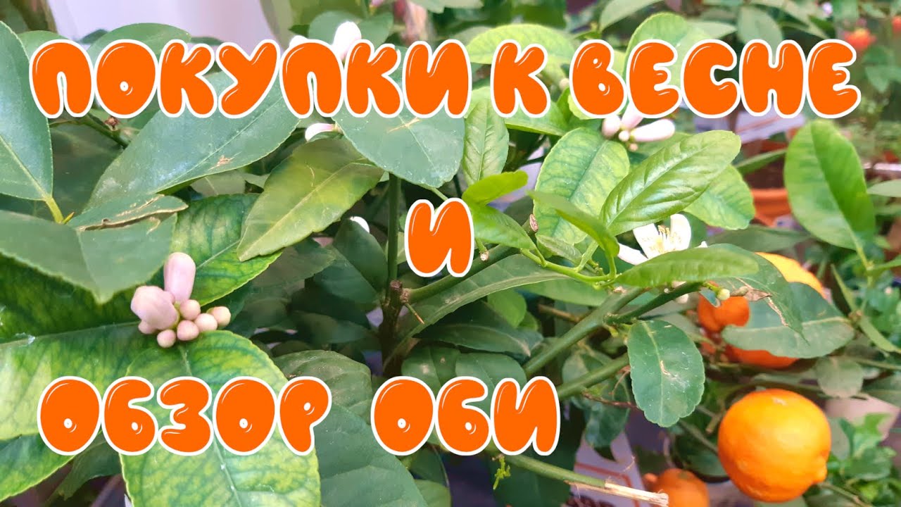 Готовимся к весне.  Обзор цитрусовых растений в магазине ОБИ.