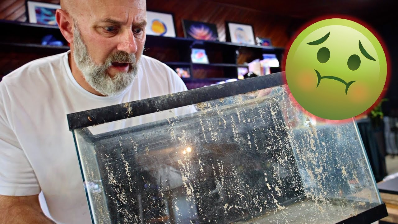 Is It Smart To Buy Used Aquariums?