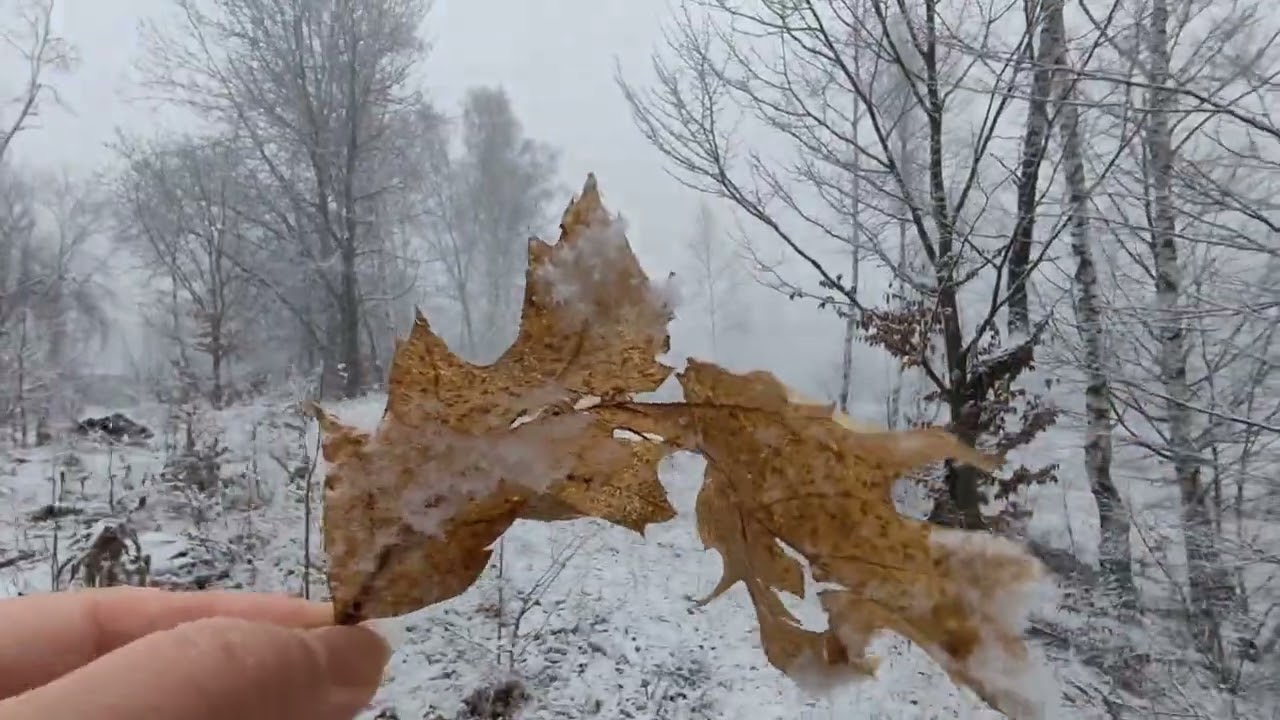 Surpriza zilei! La plimbare prin zăpadă. 