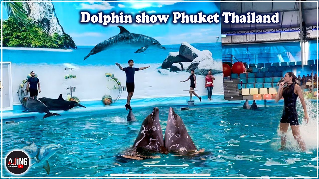 Amazing Dolphin Show Phuket Bay Thailand🐬 || Unbelievable Dolphin Bay Puket || Must See 2025