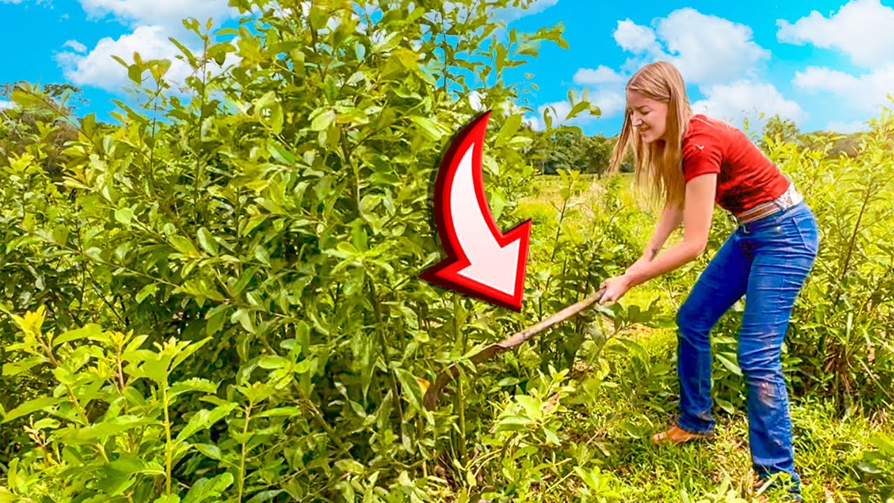 ESSA É A ROTINA QUE NINGUÉM MOSTRA NA FAZENDA