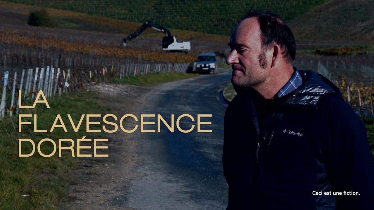 Flavescence dorée : pour une lutte efficace ensemble