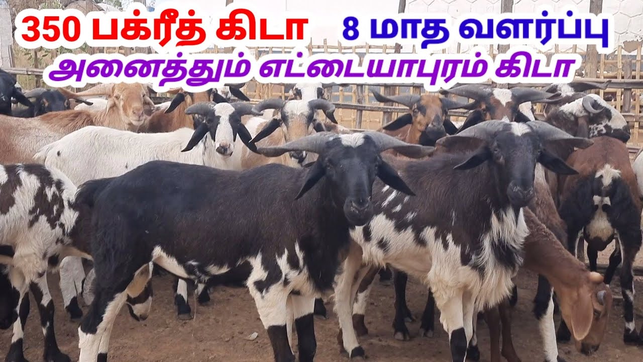 350 பக்ரீத் கிடாய்கள் / அனைத்தும் எட்டையாபுரம் பொட்டு கிடா / 8 மாத வளர்ப்பு / @tamilvivasayi