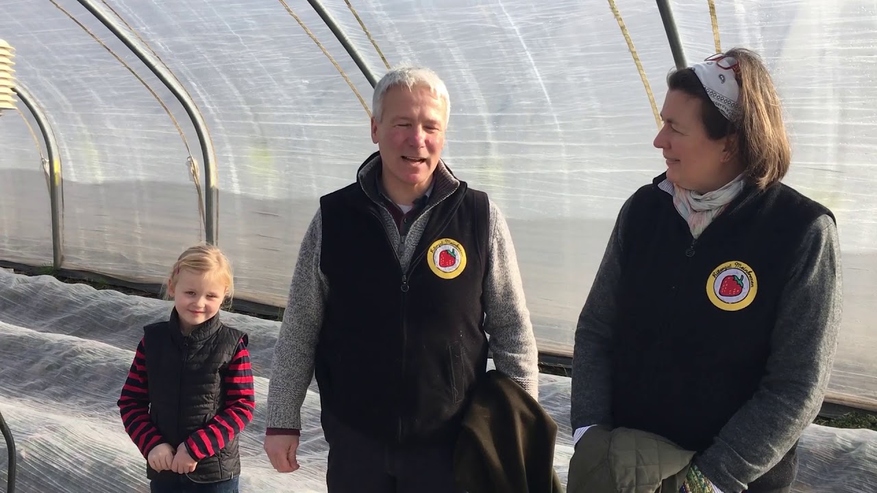 Rittergut Meinbrexen, die Erdbeerpflanzen werden im Tunnel verw&ouml;hnt