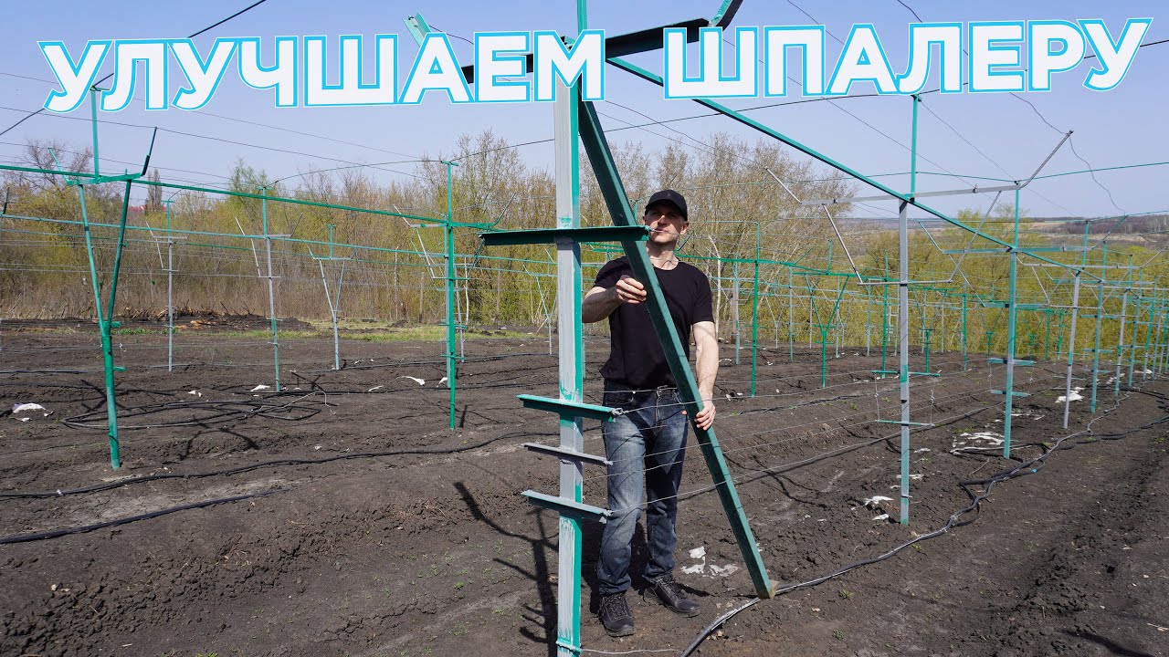 Улучшаем шпалеру для винограда.