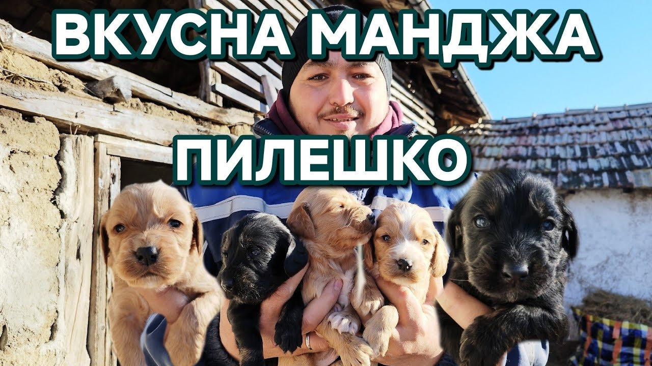 НАПРАВИХМЕ ВКУСНА МАНДЖА С ПИЛЕШКО ЗА КУПЕТАТА И КОТКИТЕ #animals #farming #villagelife #funny 
