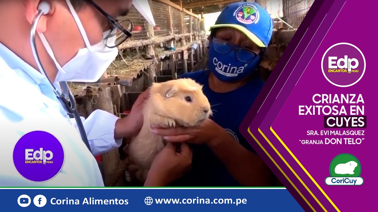 Alimento Balanceado para Cuyes 