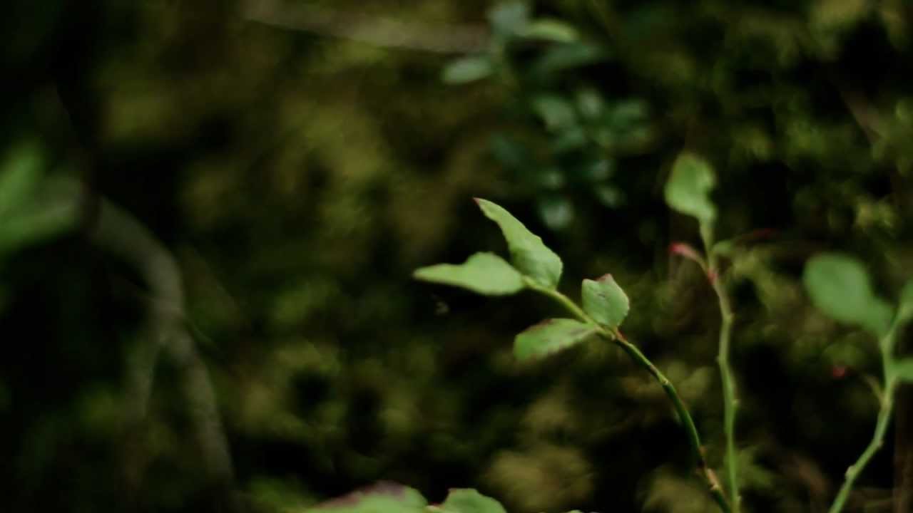 Mushrooms | Seened 2012