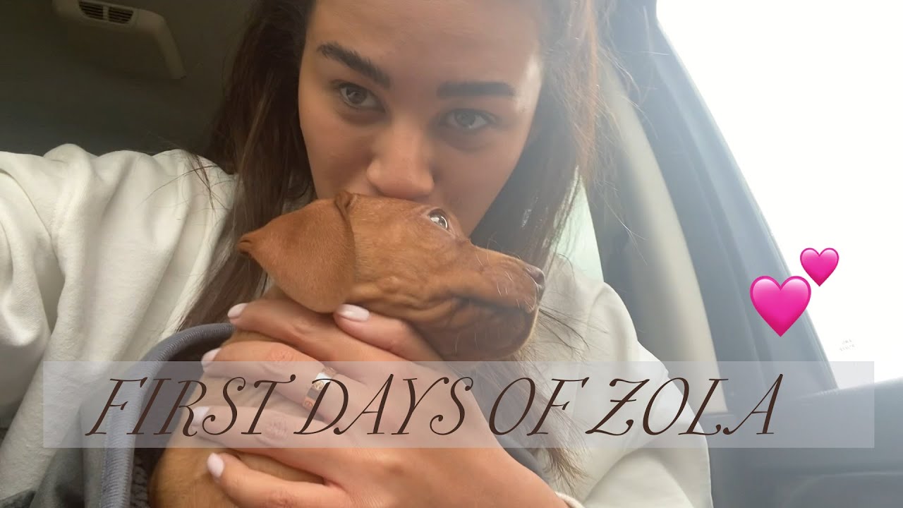 BRINGING ZOLA HOME | THE PUPPY DIARIES | MONTANA BROWN