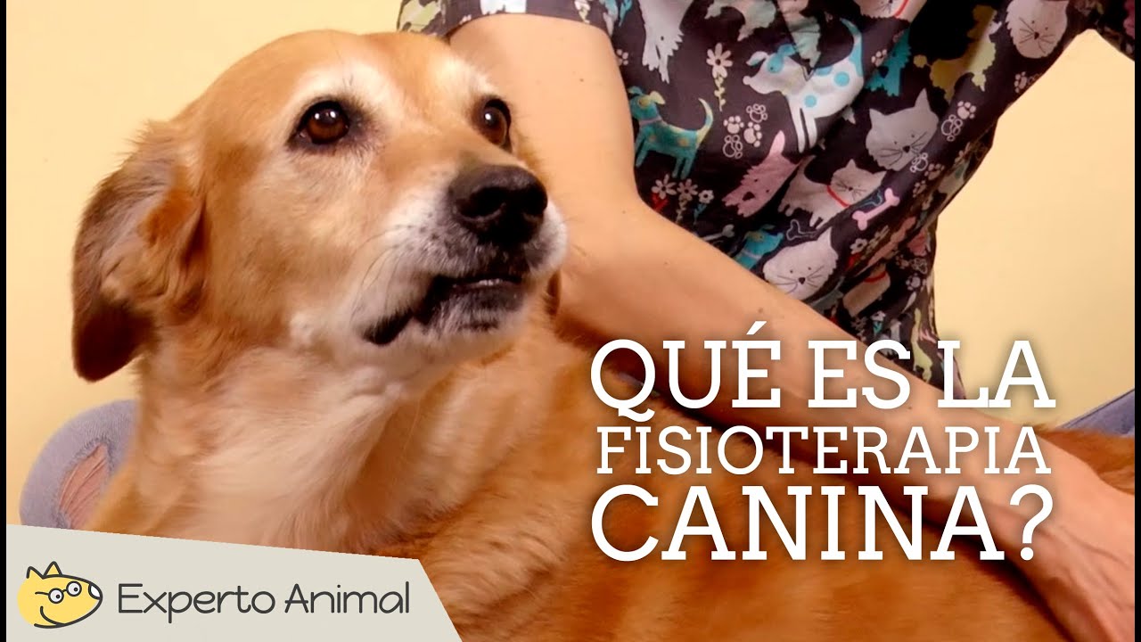 ¿Qué es la fisioterapia para perros?
