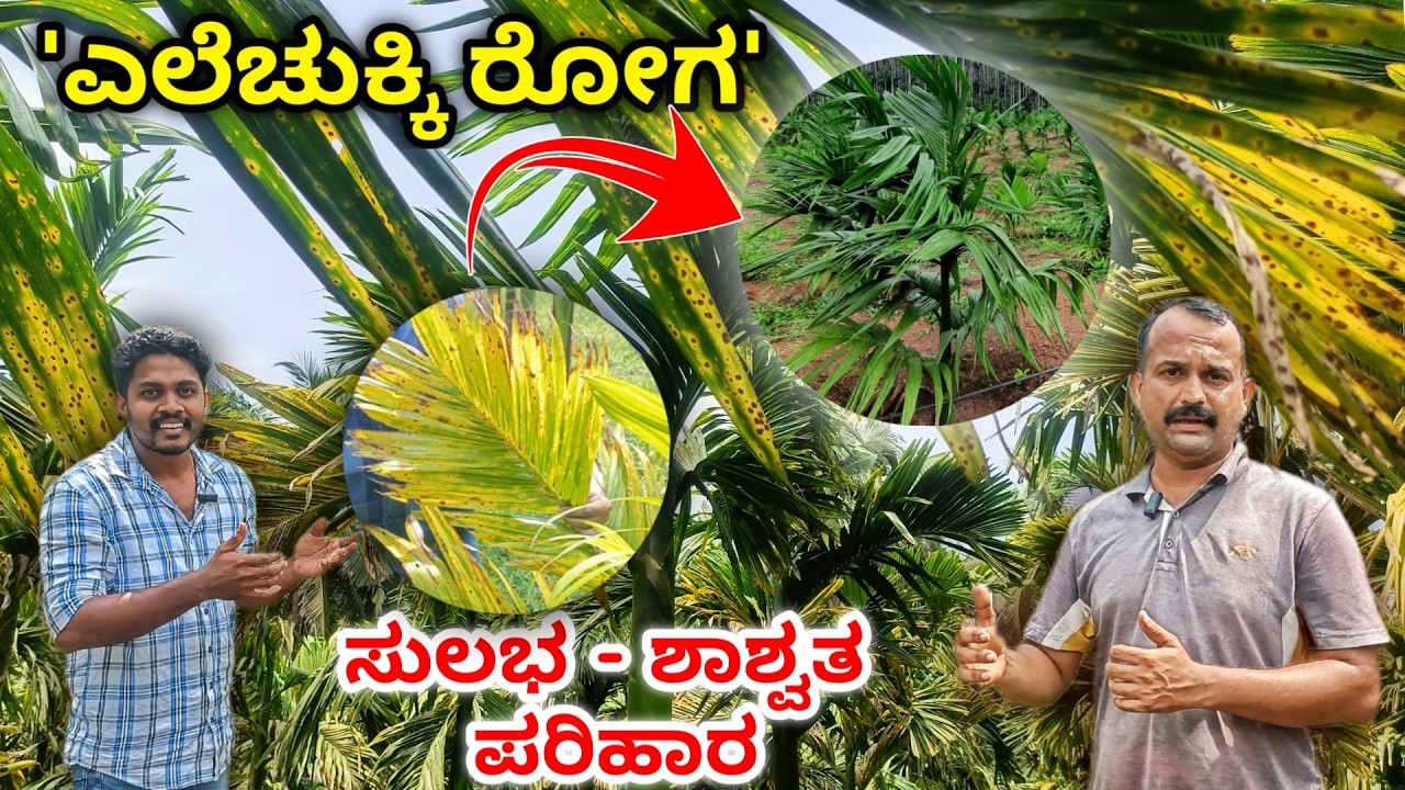 ಅಡಿಕೆ ತೋಟದ ಎಲ್ಲಾ ರೋಗಕ್ಕೂ ಪರಿಹಾರ..! ರೋಗನಿರೋಧಕ ಶಕ್ತಿ ಹೆಚ್ಚಿಸುವ ಬಗೆ ಮತ್ತು ಸ್ಪ್ರೇ ಬಗ್ಗೆ ಮಾಹಿತಿ.