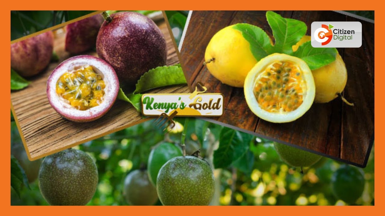 | KENYA'S GOLD | Passion Fruit Farming [Part 2]