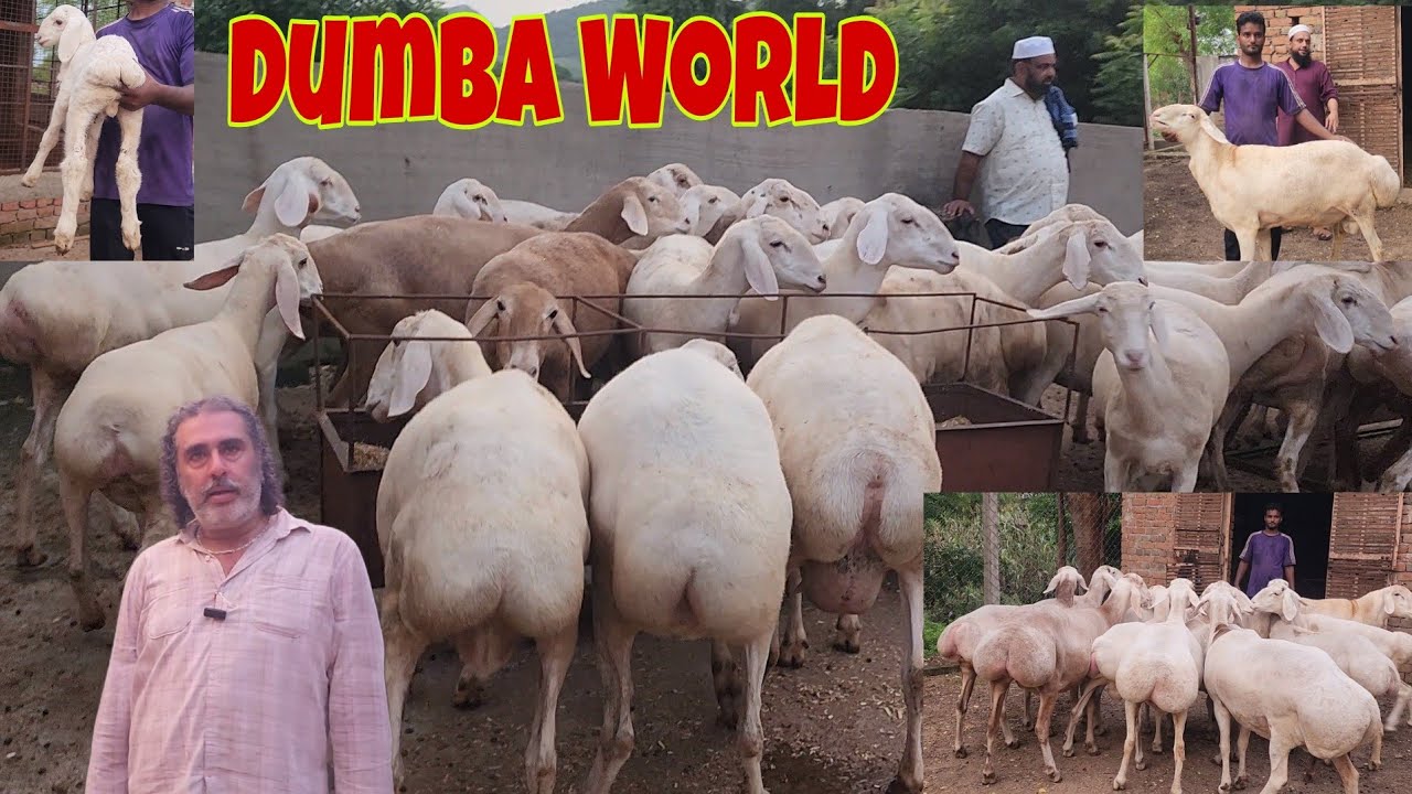 Biggest Dumba Farm Breeding Setup In Jaipur Rajasthan | Sohaib Bhai & Mujahid Bhai Dumba Collection