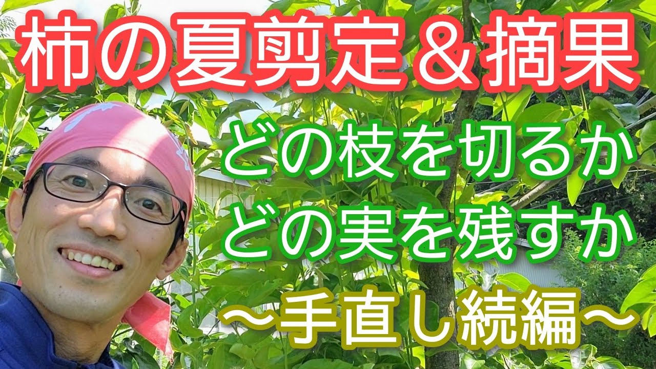【柿(カキ)の夏剪定&摘果】不要な枝と実を見分ける方法※昨冬からの続き(2023年7月)🍃🟢
