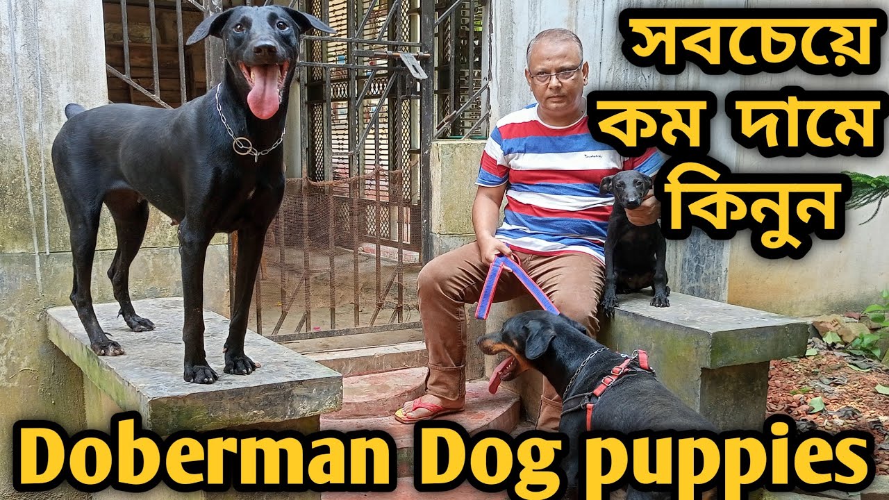 Doberman Dog | Doberman Pinscher | Doberman puppies price in bd | Dog farm in bangladesh