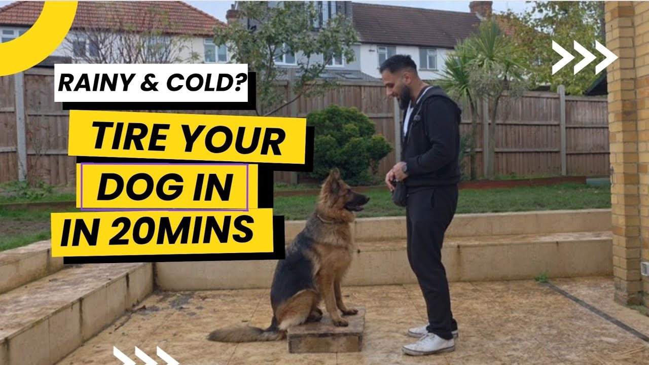Dog Acting Destructive Indoors? Try This Quick Excercised Routine