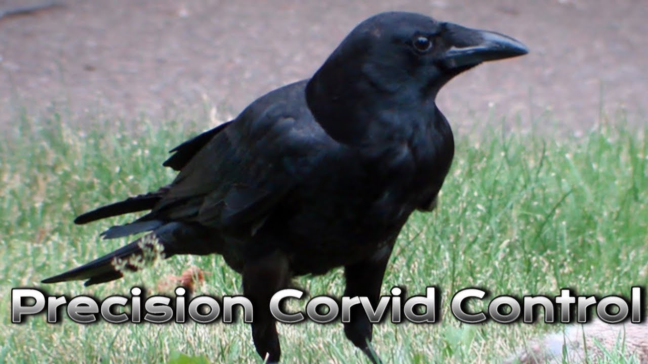 Air Rifle Precision Hunting: Decoying Over Bait   For Magpies And Crows