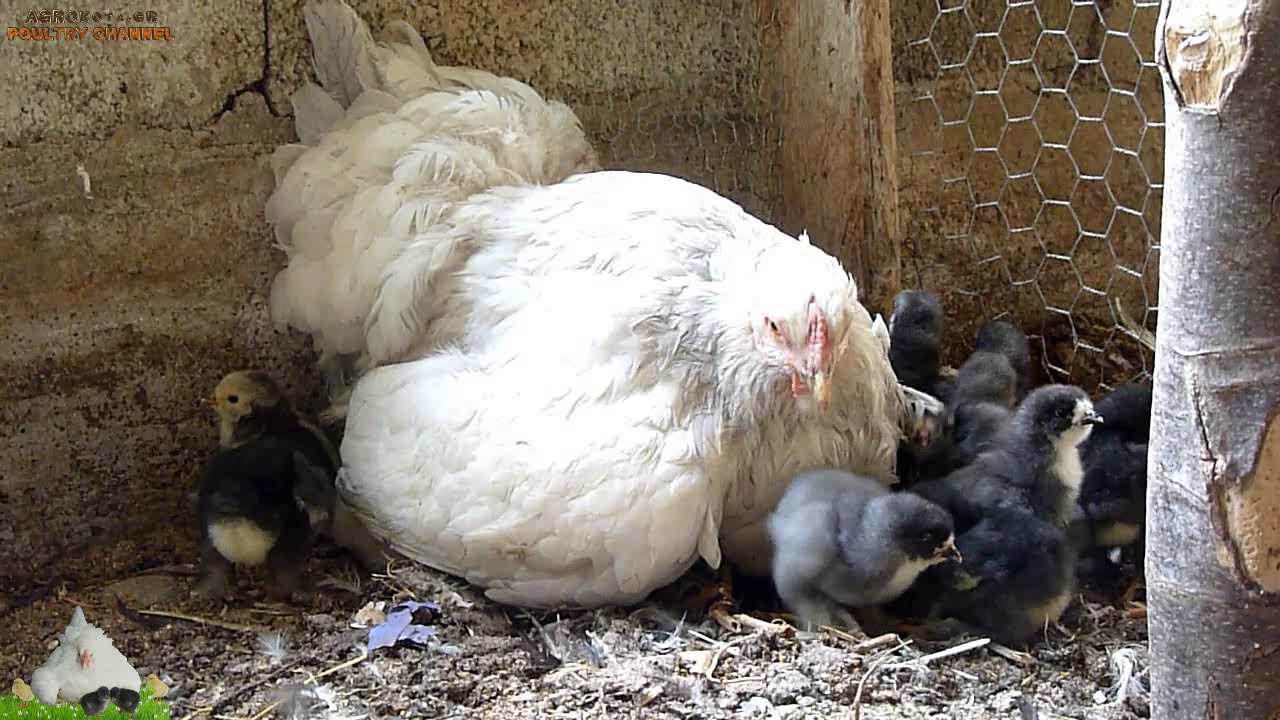 brahma mother hen with cute brahma baby chickens - κλωσσα  -  AGROKOTA.GR