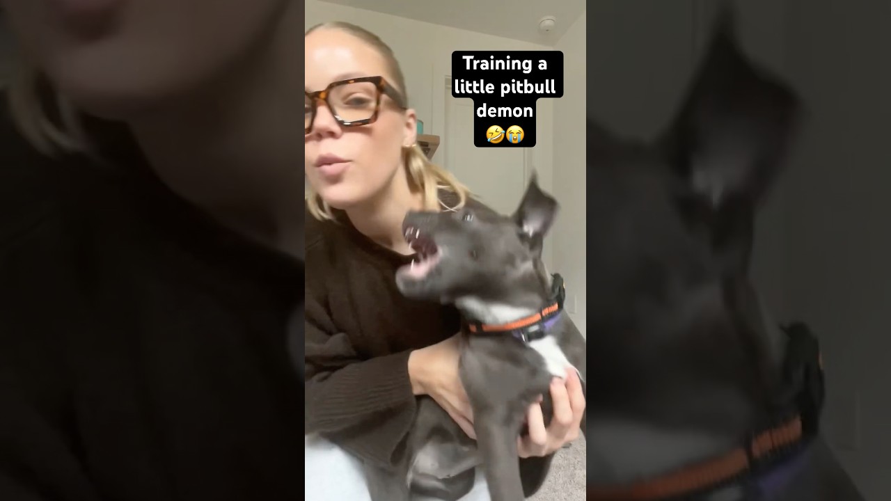 Training a pitbull demon puppy! #dog #viralvideo