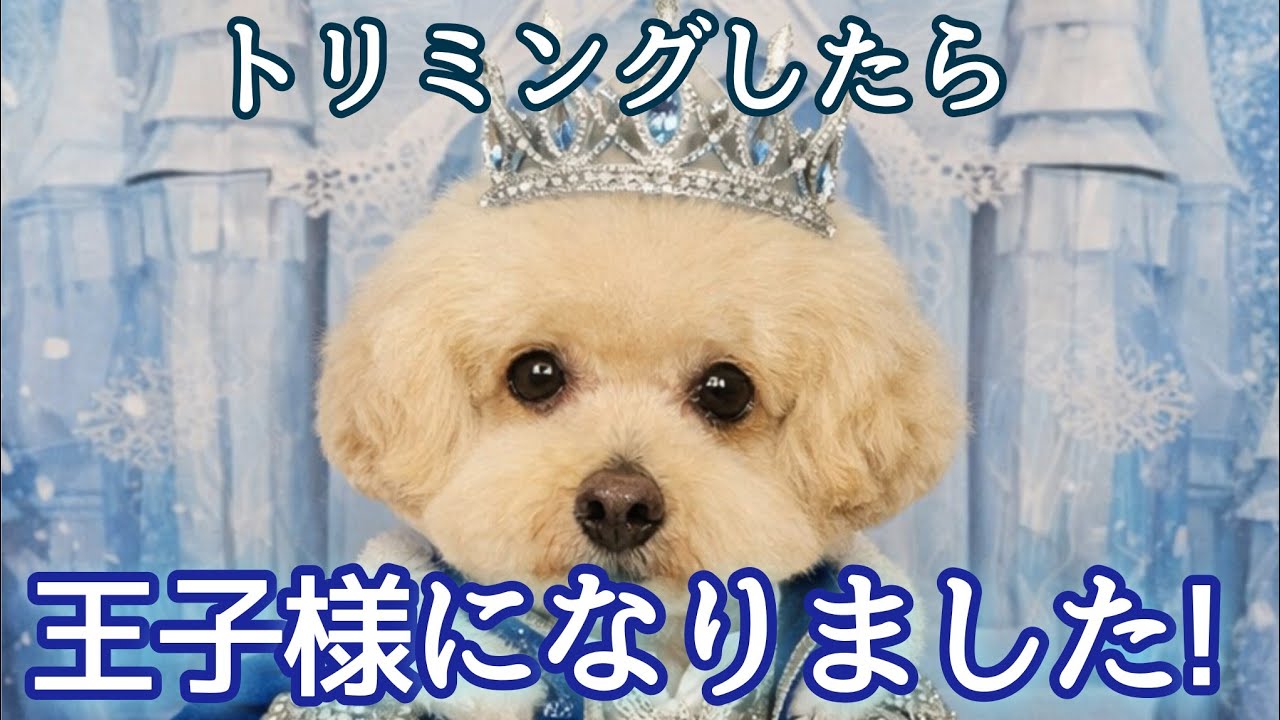 【トリミング】王子様になりました🐶ビショプーのポノ