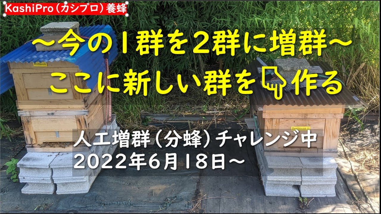 KashiPro（カシプロ）＃養蜂　＃人工分蜂　＃変成王台を作らせ＃増群する　＃幼虫　＃産卵