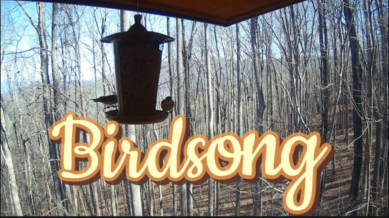 2 Hour Soothing Birdsong at Bird Feeder | Relaxing Nature Sounds for Sleep, Study & Stress Relief