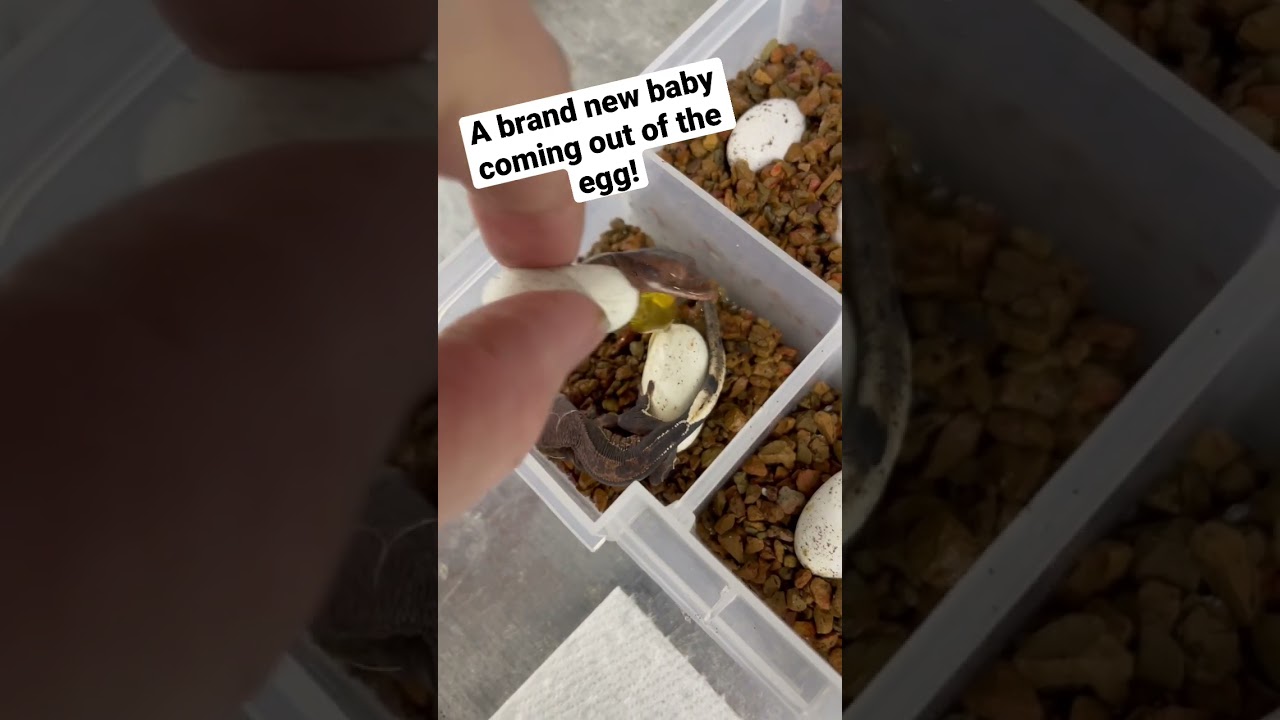 Baby Gecko coming out of the Egg!!!