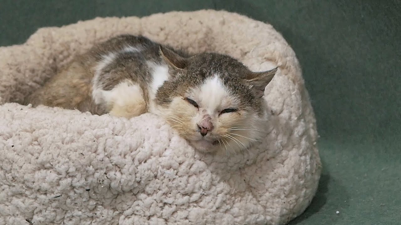 Starving Old Cat Aslan - End Of Story