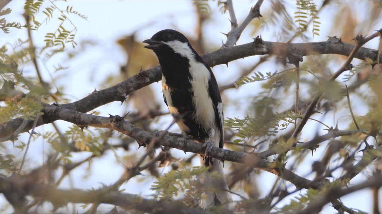 White-naped Tit, different calls