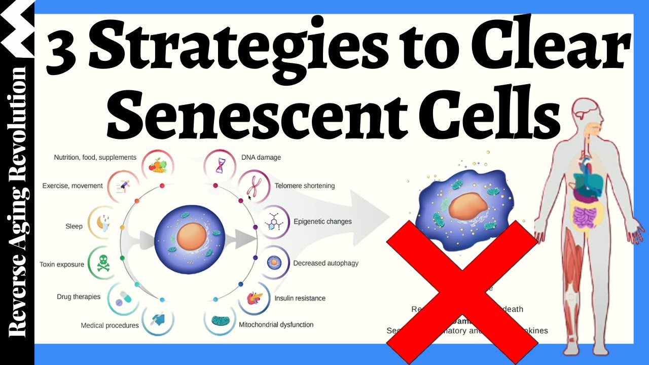 3 Ways to Reduce Senescent Cells & Slow Aging (New Research Revealed)