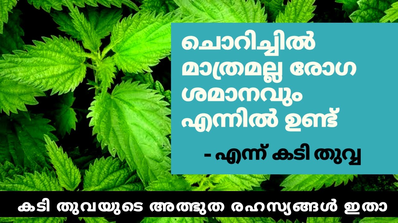 25.STINGING NETTLE ഔഷധ ഗുണങ്ങൾ കൊടിത്തൂവ-കടിത്തൂവ-ചൊറിയണം-കഞ്ഞിതൂവ  ഔഷധ ഗുണങ്ങൾ