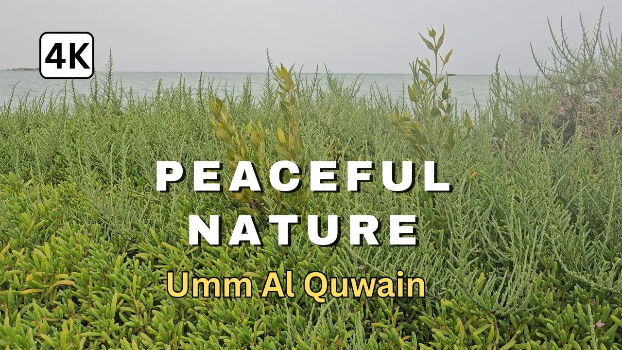 Peaceful Umm Al Quwain Nature 🌊 | Ocean Waves & Soothing Wind Sounds
