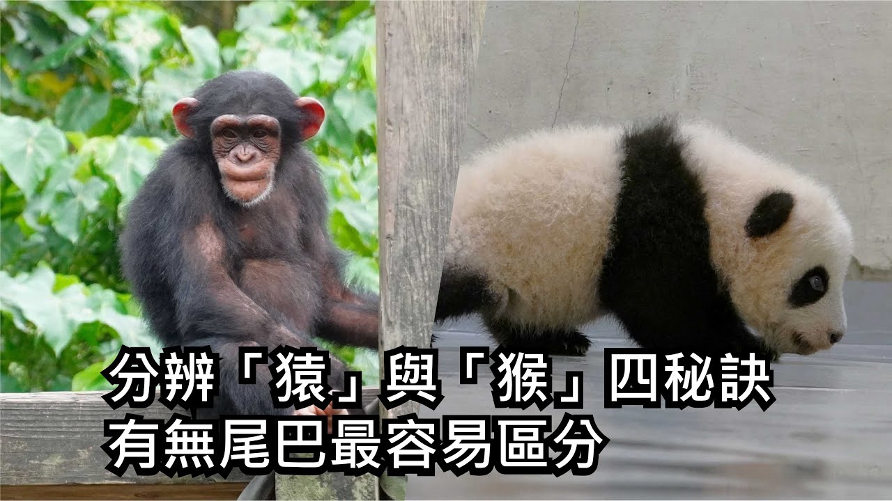 分辨「猿」與「猴」四秘訣 有無尾巴最容易區分