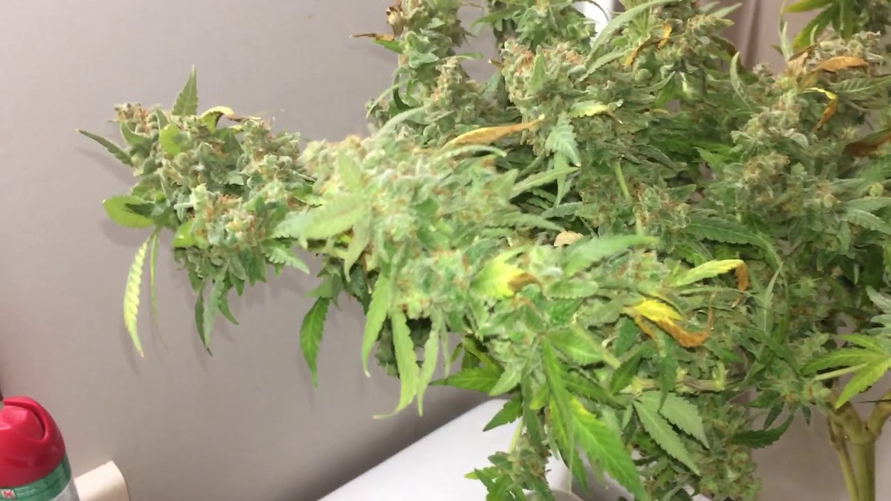 Bud shots before dry n trim