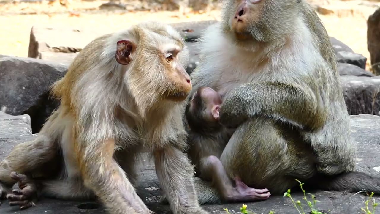 Brianna monkey to health care of Teresa mother