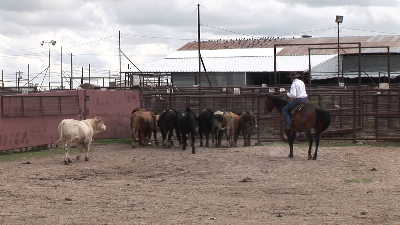 Curt Pate - Stockmanship - Working Cattle on Horseback